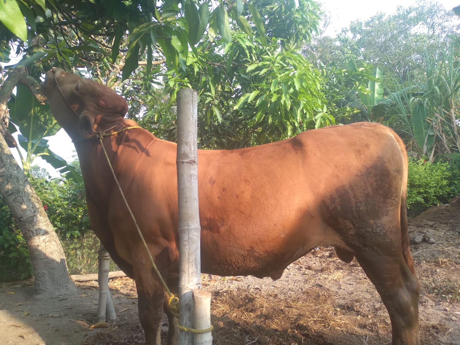 Sapi Limousin